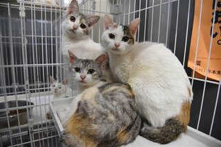 山中にネコ21匹　おなかすかしたり、弱っていたり…