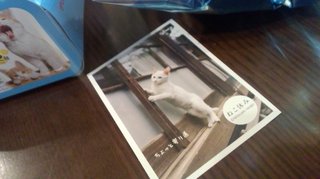 猫について何でもどうぞ【ねこ総合】