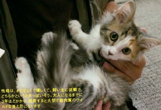 猫について何でもどうぞ【ねこ総合】