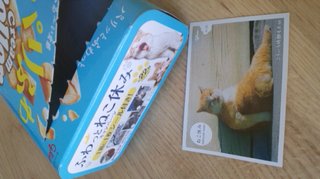 猫について何でもどうぞ【ねこ総合】