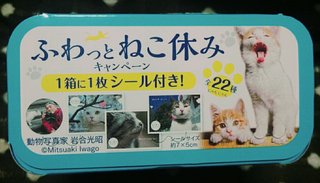 猫について何でもどうぞ【ねこ総合】