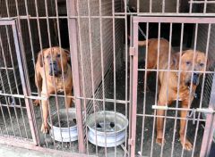 体重８０キロの土佐犬、行方不明に　青森・六ケ所村