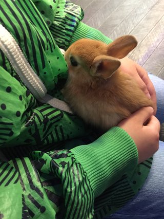 皆さんのお宅の可愛いペット達(ﾉ´▽｀)ﾉ♪