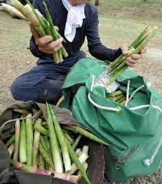 クマにかまれたか　女性尻けが（秋田県）