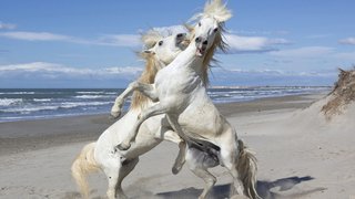 市川海老蔵【ブログ】