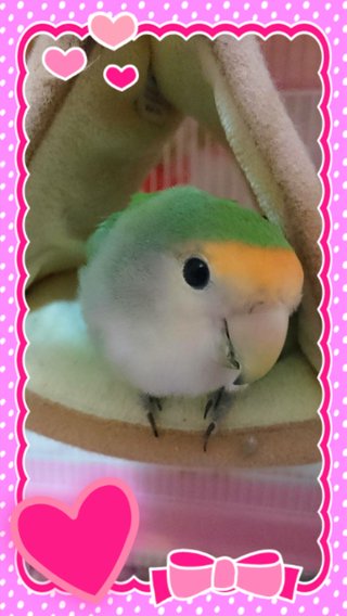 鳥好きさん、いませんか？