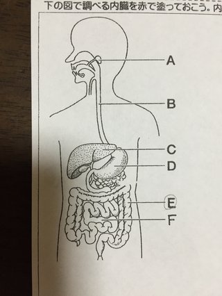 Ａの部位の名称を教えてください。