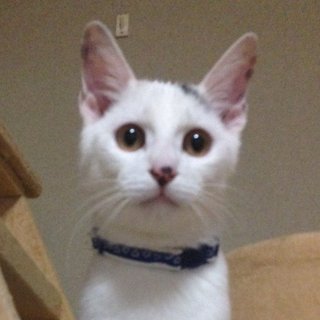 小林麻耶が休養を発表「過労による体調不良」当面の間仕事はキャンセル