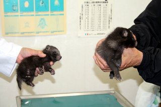 ＜捕獲の子グマ＞獣医「ほぼタヌキ」　青森
