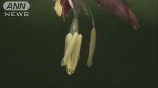 【地震前兆】があったら報告するﾄﾋﾟ