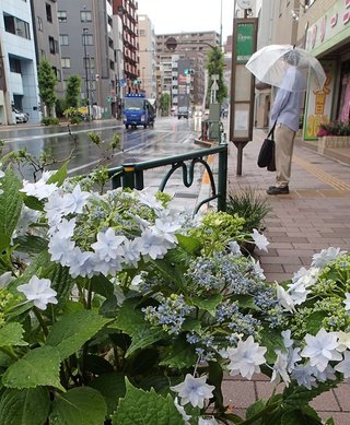 関東甲信が梅雨入り　平年より3日早く