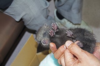 ＜捕獲の子グマ＞獣医「ほぼタヌキ」　青森