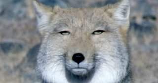 キツネに似てるとよく言われる女です。