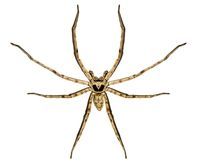 麺つゆ５０万袋回収＝クモ混入―キッコーマン