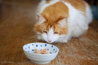 獣医が語る猫の名前にまつわる逸話あれこれ