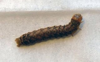 スシローの寿司に虫混入か　女児が食べかける