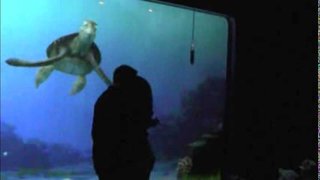 TDSのタートル・トーク英語わかるかた！