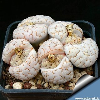 多肉植物はかわいい？こわくない？