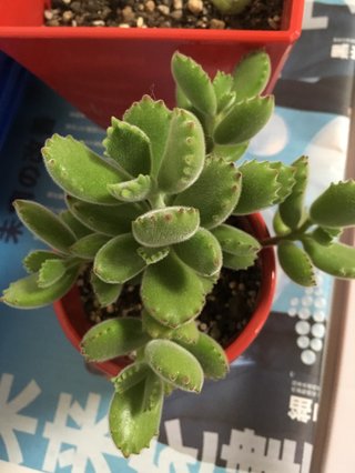 多肉植物はかわいい？こわくない？