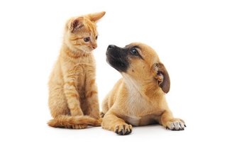 星野源、現場でスタッフからの悪評噴出…「態度悪い」「ナルシスで自己愛がすごい」