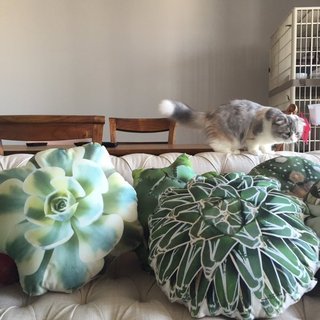 多肉植物はかわいい？こわくない？