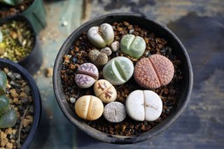 多肉植物はかわいい？こわくない？