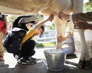 ＜乳搾り体験＞モーやめ…ストレス死相次ぎ　群馬の観光牧場