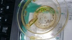セブンのサラダ「カマキリの足」混入か　「ガリッとした食感」