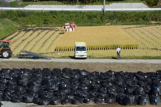 福島 汚染土置き場の横でコメを生産