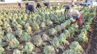 レタス1玉98円は無理？　野菜高値はまだ続く