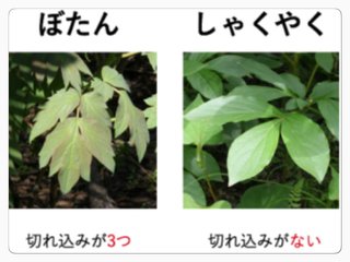 神田うの(36) 妊娠！