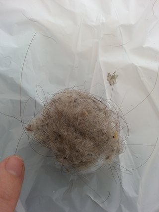 ゴム手袋すごいね(汚い画像付き)