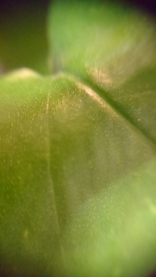 スマホに付けるマクロレンズがスゴい！