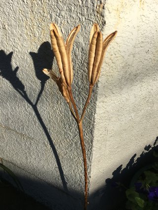 この植物なんですか？