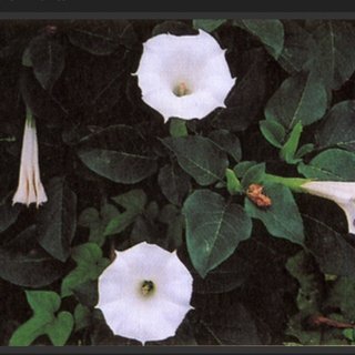 まかない料理に毒、元店長逮捕　チョウセンアサガオの種混入　兵庫・姫路