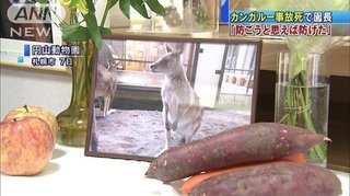 円山動物園でカンガルー死ぬ　園長「防げた事故」相次ぐ死亡事故…円山動物園に厳しい声  