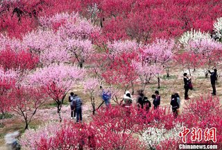 【中国】桜の起源はわが国だ！　それなのになぜ中国人は日本で花見をしたがるのか