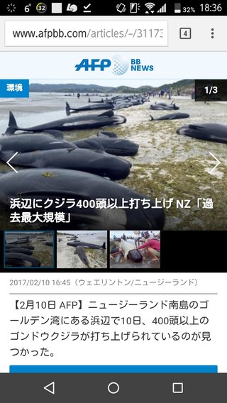 浜辺にクジラ400頭以上打ち上げ NZ「過去最大規模」