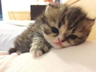 御宅の猫ちゃん、呼んだら返事する？