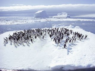 【動物】巣立った後も親のすねをかじるペンギン　変わった習性が判明、生き残りに必須か