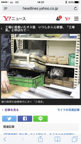 猫の工場長