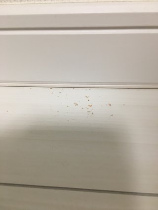築2年 木屑と虫が出る