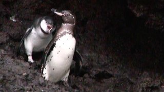 【動物】巣立った後も親のすねをかじるペンギン　変わった習性が判明、生き残りに必須か