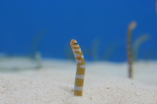 ちん