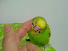 鳥好きさん、いませんか？