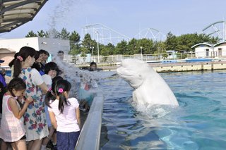 新江ノ島水族館など４水族館がJAZAを脱会　国際圧力に屈しない“姿勢”とイルカ入手体系“確立”