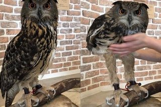 ふくろうって意外と足長いんだね