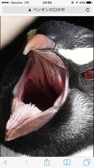 ペンギンの口の中…