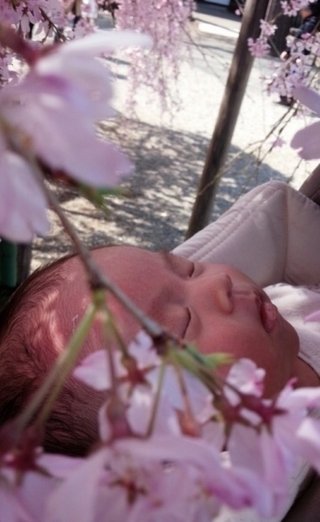 赤ちゃんがみたい