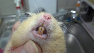 【ネット】ハムスターにトンカツ、チョコ、コーラなどを与えるYouTube動画に批判殺到　  